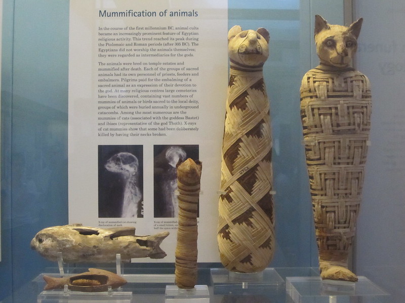 Cat Mummies at the British Museum, LondonPhoto by Speckled Owl on Flickr